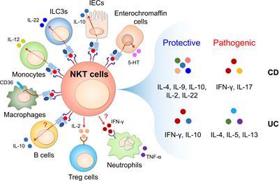 Role of CD1d and iNKT cells in regulating intestinal inflammation